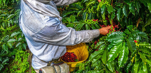 Colombian Coffee Guide: Flavor, Roast, and Brewing Tips